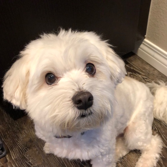 Meet your Posher, Sharon - Picture 1 of 1